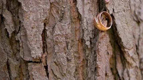 Two wedding rings lie on a tree. Birch bark supports two gold rings Stock Footage 103029735