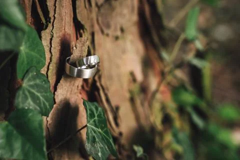 Two wedding rings at tree bark. Jewelry at wedding. Shallow depth of field Stock Photos