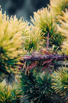 Two wedding rings worn on pine branches Stock Photos