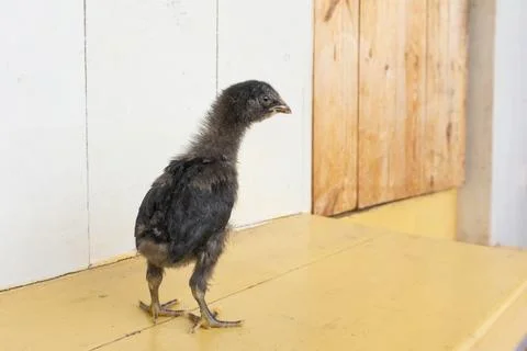 A two-week-old black chicken on a farm against a white wall and yellow floor Stock Photos