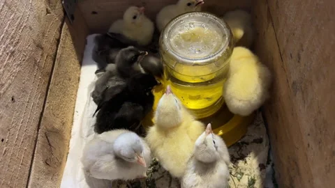 Two-week-old chicks of laying hens and broilers in a wooden box. Sitting ar.. Stock Footage 339206382