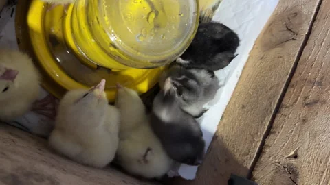 Two-week-old chicks of laying hens and broilers in a wooden box. Sitting ar.. Stock Footage 339206535