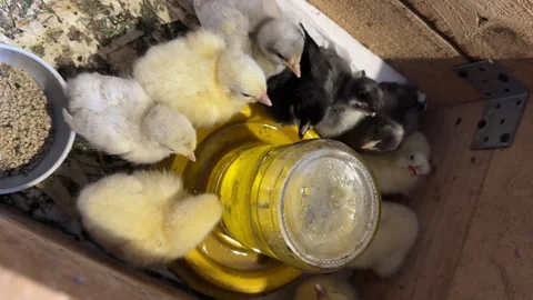 Two-week-old chicks of laying hens and broilers in a wooden box. Sitting ar.. Stock Footage 339206649