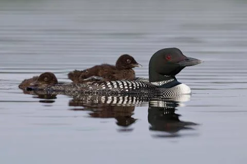 A two-week old Common Loon chick rides on its parent's back while its sibling Stock Photos