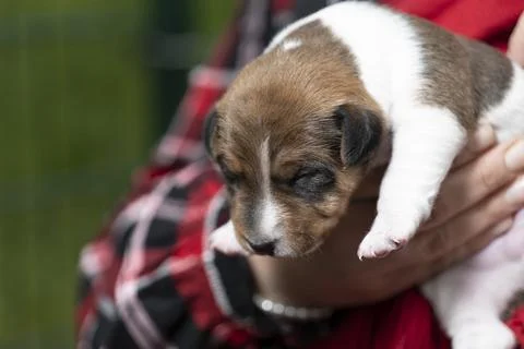 Two-week-old Jack Russell Terrier whelp on the arm Stock Photos