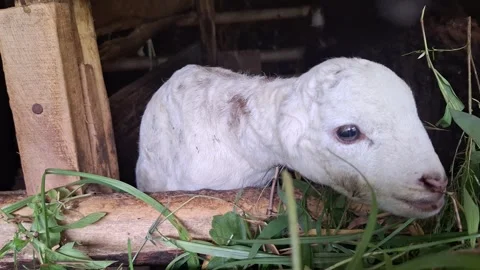Two-Week-Old Lamb Learning to Eat Grass with Mother in Traditional Barn Stock Footage 320920926