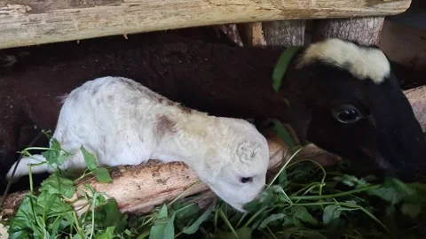 Two-Week-Old Lamb Learning to Eat Grass with Mother in Traditional Barn Stock Footage 320920974