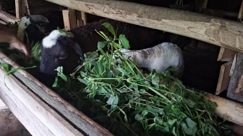 Two-Week-Old Lamb Learning to Eat Grass with Mother in Traditional Barn Stock Footage 320921005