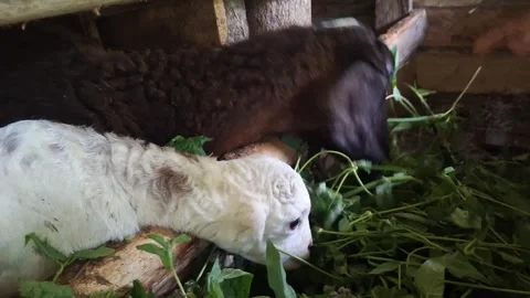 Two-Week-Old Lamb Learning to Eat Grass with Mother in Traditional Barn Stock Footage 320921047