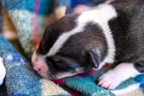 A two week old puppy Stock Photos
