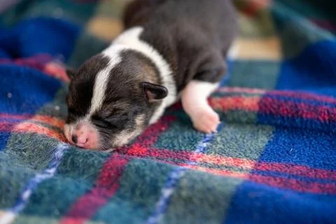 A two week old puppy Stock Photos