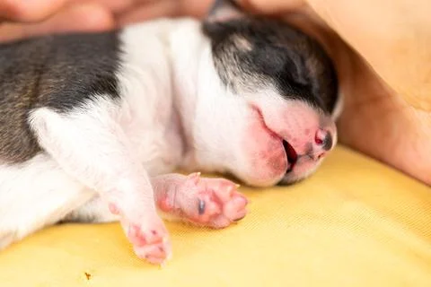 A two week old puppy Stock Photos
