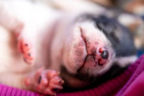 A two week old puppy Stock Photos