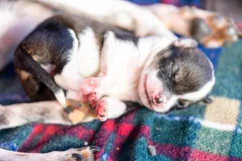 A two week old puppy Stock Photos