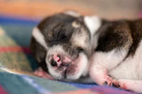 A two week old puppy Stock Photos