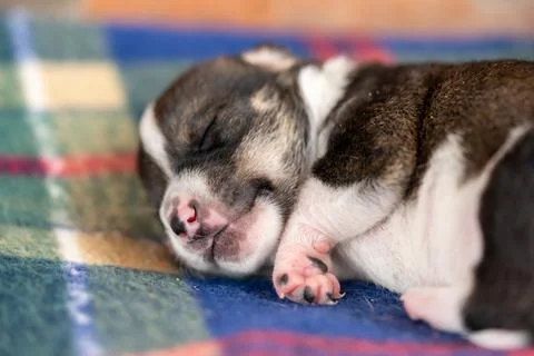 A two week old puppy Stock Photos