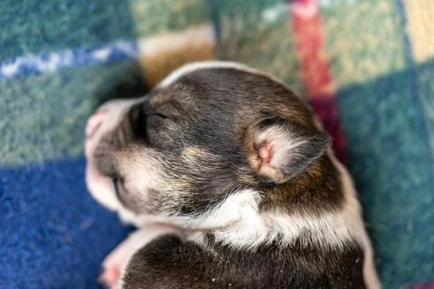 A two week old puppy Stock Photos