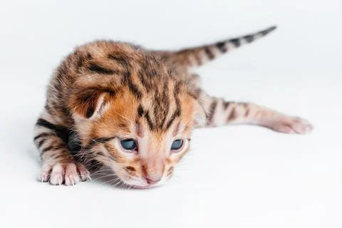 Two week old small newborn bengal kitten on a white background.Cute bengal Foto stock