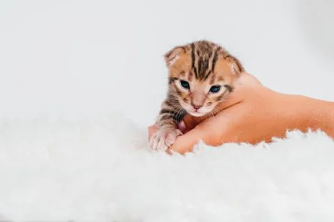 Two week old small newborn bengal kitten on a white background.A kitten in the Foto stock