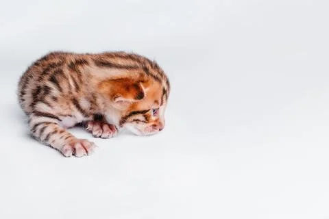 Two week old small newborn bengal kitten on a white background.Close-up. Foto stock