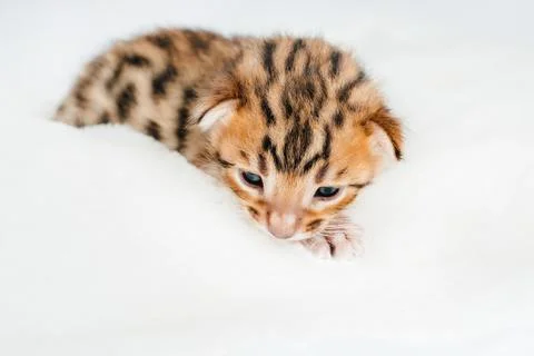 Two week old small newborn bengal kitten on a white background.Close-up. Stock Photos
