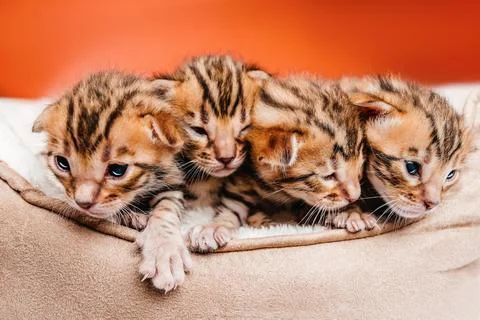 Two week old small newborn bengal kitten.Closee-up faces of cute bengal kittens Stock Photos