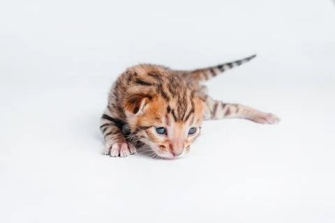 Two week old small newborn bengal kitten on a white background.Close-up. Stock Photos