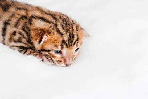 Two week old small newborn bengal kitten on a white background.Cute bengal Foto stock
