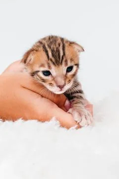 Two week old small newborn bengal kitten on a white background.A kitten in the Foto stock