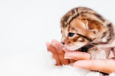 Two week old small newborn bengal kitten on a white background.A kitten in the Foto stock
