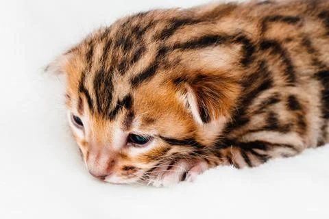 Two week old small newborn bengal kitten on a white background.Close-up. Foto stock