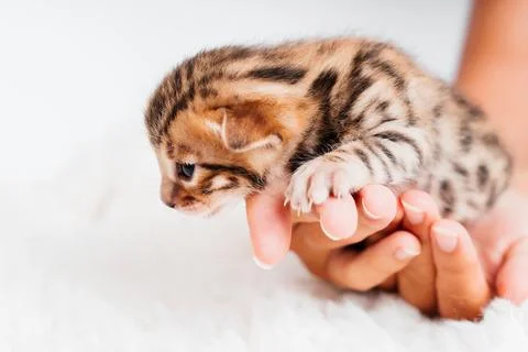 Two week old small newborn bengal kitten on a white background.A kitten in the Stock Photos