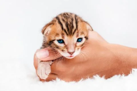 Two week old small newborn bengal kitten on a white background.A kitten in the Stock Photos