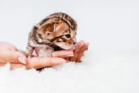 Two week old small newborn bengal kitten on a white background.A kitten in the Stock Photos