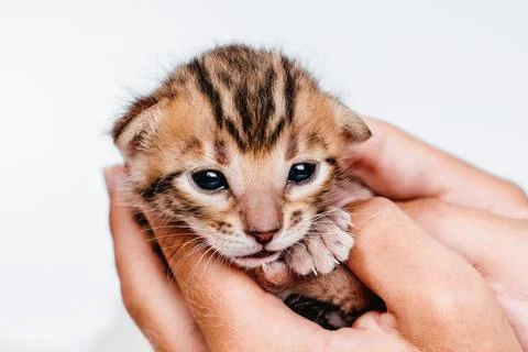 Two week old small newborn bengal kitten on a white background.A kitten in the Stock Photos