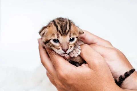 Two week old small newborn bengal kitten on a white background. Stock Photos