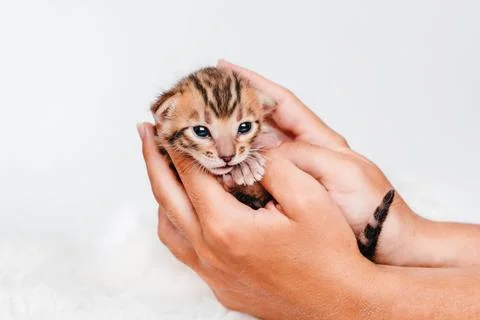Two week old small newborn bengal kitten on a white background.A kitten in the Foto stock