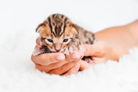 Two week old small newborn bengal kitten on a white background.A kitten in the Stock Photos