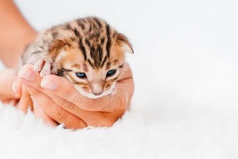 Two week old small newborn bengal kitten on a white background.A kitten in the Stock Photos