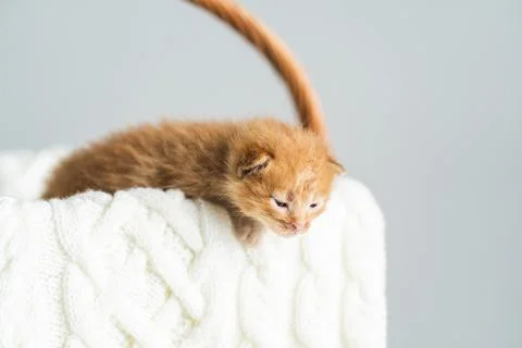 Two-weeks-old ginger crossbreed kitten with barely opened eyes sit in wicker Stock Photos