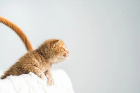 Two-weeks-old ginger crossbreed kitten with barely opened eyes sit in wicker Stock Photos