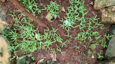Two weeks old kale plant, only two small leaves appear 01 Stock Photos