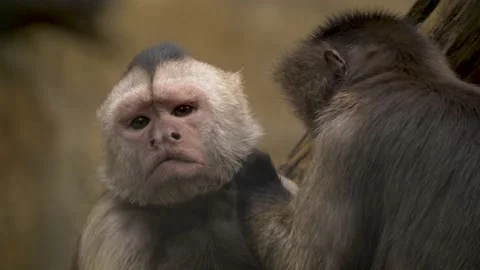 Two Weeper Capuchin (Cebus olivaceus) monkeys grooming each other. South Video stock 163942490