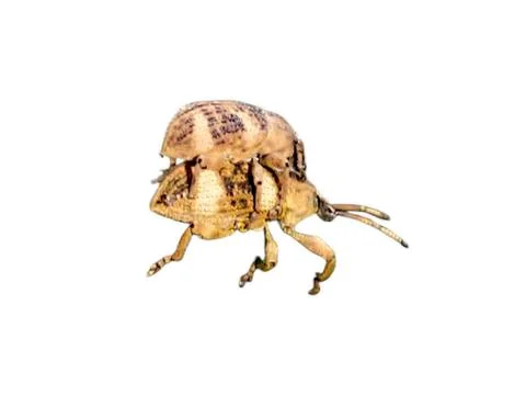 Two weevils stacked during mating, white background Stock Photos