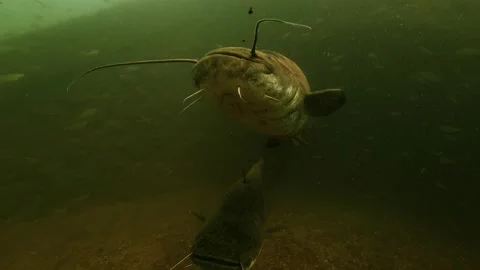 Two wels catfish leave an underwater tunnel, approach the camera and turn back Stock Footage 346559634