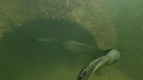 Two wels catfish pass the camera while another hides in an underwater tunnel Stock Footage 346559658