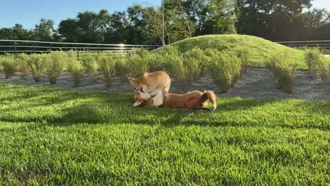 Two Welsh Corgi play Stock Footage 136348096