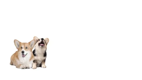 Two welsh corgi on white background Stockbeeldmateriaal 98402519