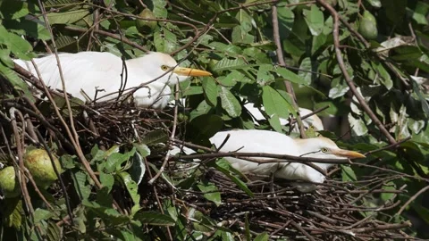 Two Western Cattle Egrets (Ardea ibis) Incubating Eggs Together in Nest 스톡 동영상 339511117