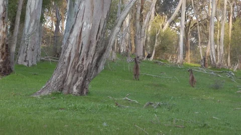 Two Western Grey Kangaroos Fighting In Tanunda, Barossa Valley Region, South Stock Footage 333428747